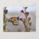Suche nach monarch poster Fehler