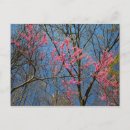 Suche nach cercis Baum
