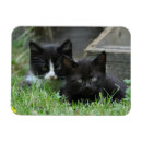 Recherche de chaton noir et blanc magnets Chats