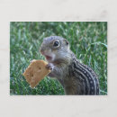 Suche nach rodent postkarten Squirrel