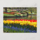 Recherche de jardin de keukenhof cartes postales Fleurs