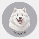 Suche nach samoyed aufkleber Besonnen