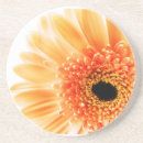 Recherche de marguerite gerbera dessous de verres Rose