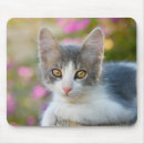 Suche nach lustiges katzen foto mousepads Kitty