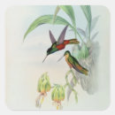 Recherche de hummingbird autocollants Oiseaux