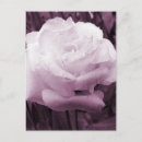 Recherche de texture florale cartes postales Violet