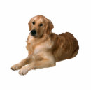 Recherche de golden retriever photo sculptures Chien