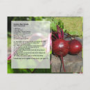 Recherche de betterave cartes postales Légumes