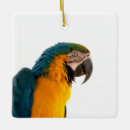 Suche nach ara ornamente Vogel