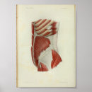 Suche nach torso poster Anatomie