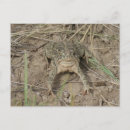 Recherche de crapaud cartes postales Photographie de la nature