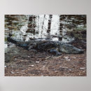 Suche nach amerikanischer alligator poster Florida