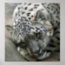 Recherche de sweet dreams posters Sommeil