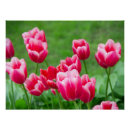 Suche nach tulips poster Natur