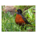 Suche nach amerikanisches rotkehlchen poster Singvogel