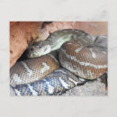 Recherche de python cartes postales Serpent