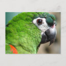 Suche nach wilde papageien postkarten Tierwelt