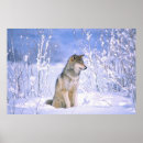Suche nach timberwolf poster David northcott