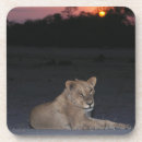 Suche nach wilde tiere untersetzer Sonne