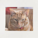 Recherche de chat de gingembre art Orange