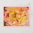 Recherche de percussions cartes postales De fleurs