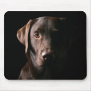 Suche nach hübscher labrador Hund