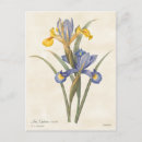 Recherche de iris jaune cartes postales Floral