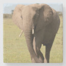 Suche nach afrikanischer elefant untersetzer Loxodonta africana