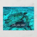Recherche de turtle cartes postales Mer