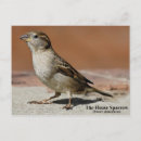 Suche nach passant Vogelvogel