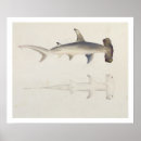 Suche nach haifisch poster Leben