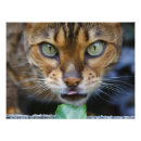 Suche nach gestreifte katze poster Wild