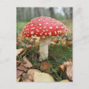 Recherche de toadstool cartes postales Automne