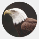 Recherche de aigle chauve américain autocollants Sauvage