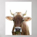 Suche nach rind poster Foto
