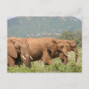 Recherche de savane cartes postales Safari