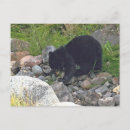 Recherche de ourson cartes postales Porter