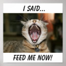 Suche nach lol katze Albern