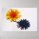 Suche nach taraxacum poster Gelb