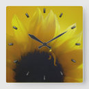 Suche nach yellow flower Sunflower