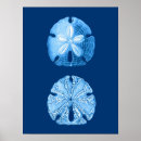 Suche nach sanddollar poster Ozean