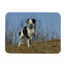 Suche nach beine magnete Foto