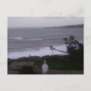 Recherche de pigeon cartes postales Photographie