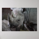 Recherche de rhino posters Photographie