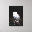 Suche nach raubvögel leinwandbilder Eule