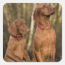 Suche nach vizsla hunde aufkleber Welpe