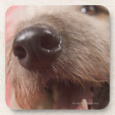 Recherche de nez dessous de verres Animal