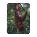 Suche nach orang utans magnete Wild lebende tiere