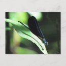 Recherche de damselfly Animal