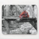 Recherche de orangs outans tapis souris Primats